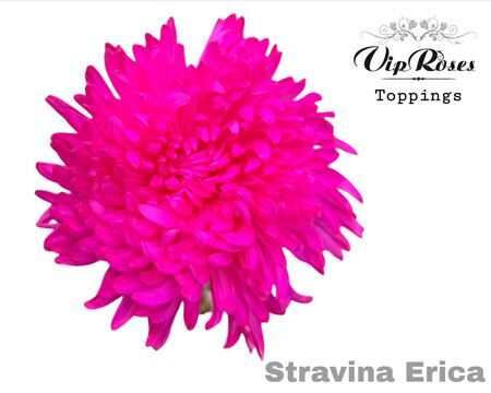 Chr G Stravina Erica