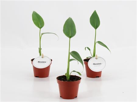 Monstera Burle Marx Flame