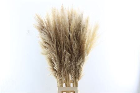 Dried Cortaderia Naturel Extra 100cm Pst