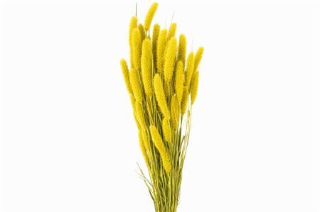 Dried Setaria X5 Yellow Bunch