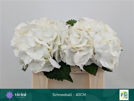 Hydr M Schneeball