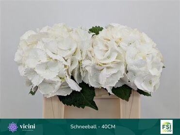 Hydr M Schneeball