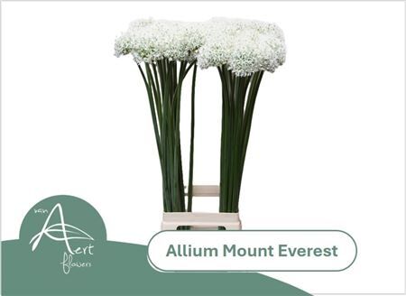 Allium Mount Everest