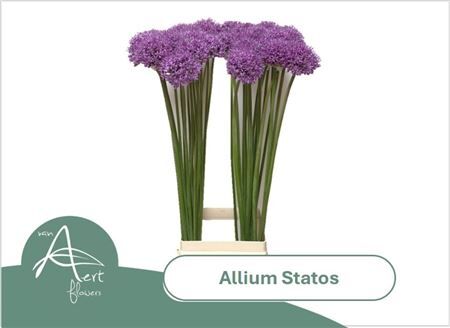 Allium Statos
