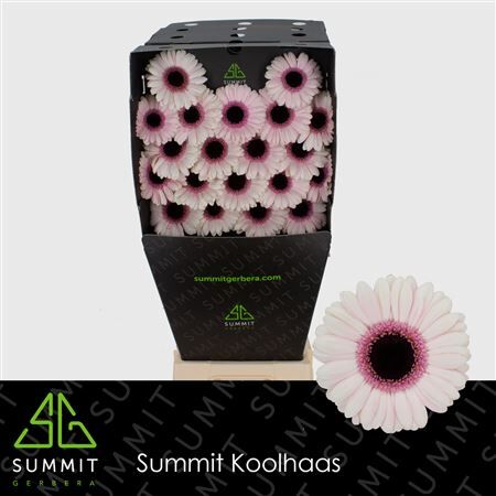 Ge Mi Abby Lou Diamond