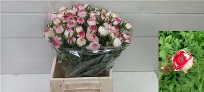 Ran El White Sfumato