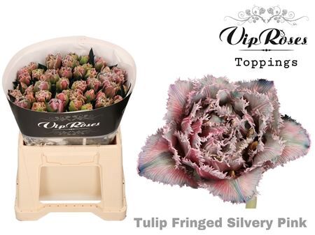 Tu Fr Fringed Silvery Pink