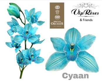 Cymb Dyed Cyaan