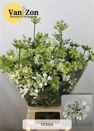 Orlaya G White Finch