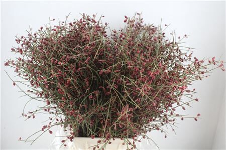 Ginster Berry Red P Bunch