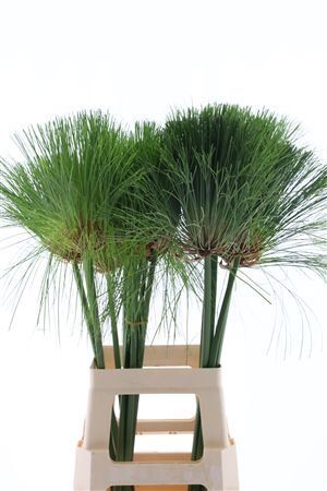 Cyperus Papyrus