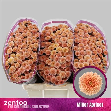 Chr S Miller Apricot