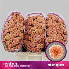Chr S Miller Apricot