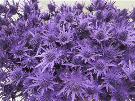 Eryn Orion Paars L50