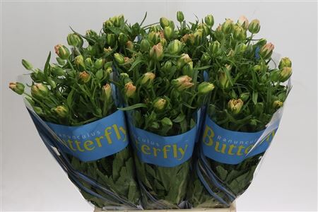 Ran Butterfly Hestia