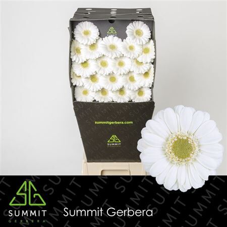 Ge Mi Albino Diamond