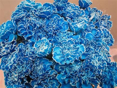 Di St G Licht Blauw