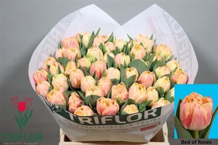 Tu Du Bed Of Roses