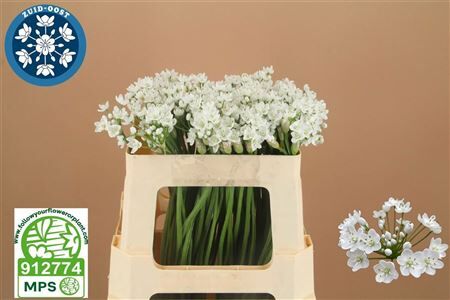 Allium Flocon