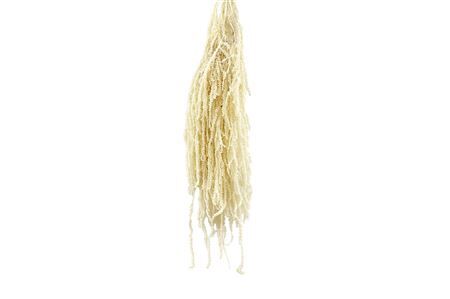 Pres Amaranthus Caud Bleached Bunch