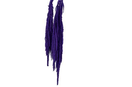 Pres Amaranthus Caud Lavender Bunch