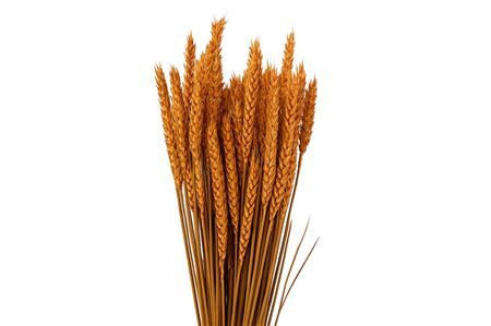 Dried Triticum X5 Frosted Orange Bunch