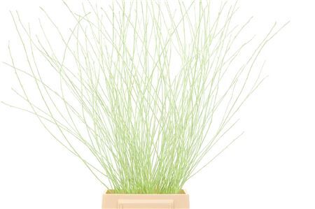 Berk 70cm Mintgroen Pbs