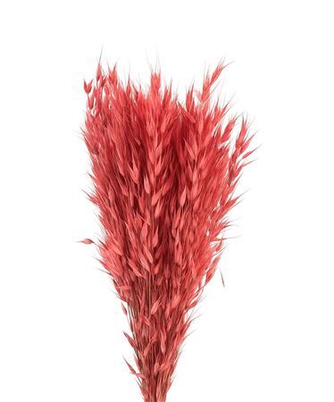 Dried Avena Wild X5 Lightpink Bunch