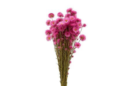 Dried Acroclinium Nat Pink Bunch