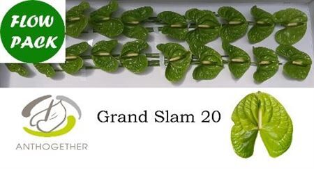 Anth A Grand Slam 20 Fp