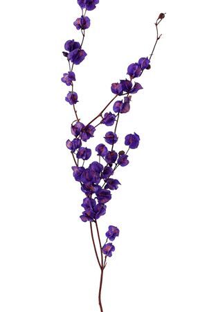 Dried Artz Bougainvillea Vermeer Bunch