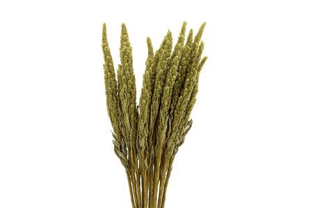 Dried Amaranthus Green Bunch