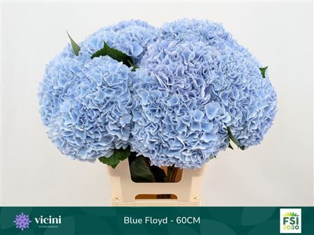 Hydr M Mag Pi Floy B