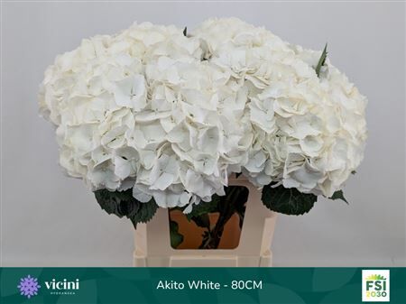 Hydrangea Macrophylla My Beautiful Akito