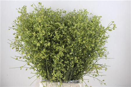 Ginster Berry Green P Bunch