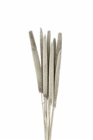 Dried Babala 10pc Platina Bunch