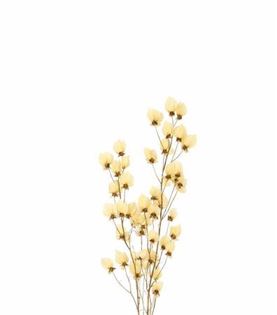 Dried Bougainvillea Bleached Bunch