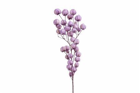 Dried Bougainvillea X5 Dark Lavendel Bunch
