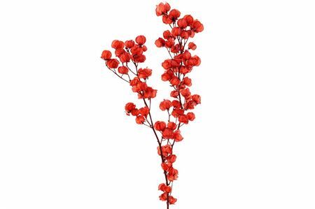 Dried Bougainvillea X5 Red Bunch