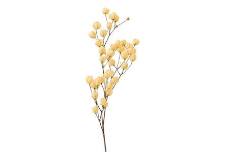 Dried Bougainvillea X5 Salmon Bunch
