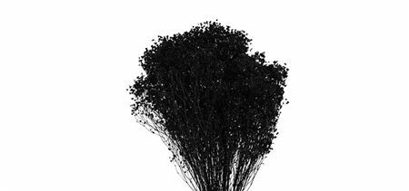 Dried Brooms Black Bunch