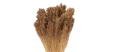 Dried Brooms Brown Bunch