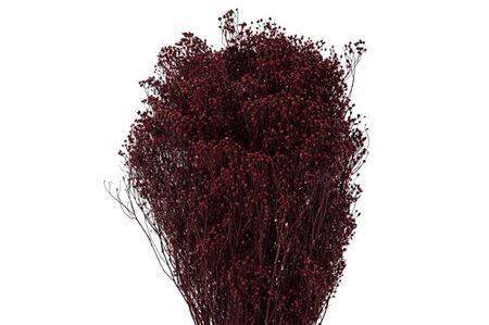 Dried Brooms Bordeaux Bunch