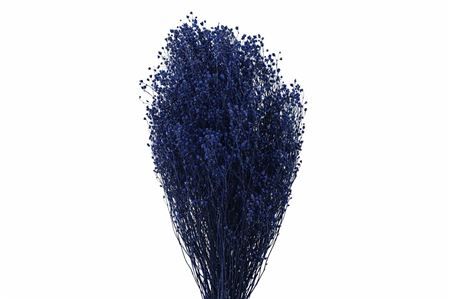 Dried Brooms Dark Blue Bunch