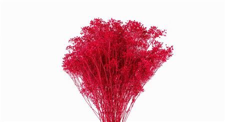 Dried Brooms Fuchsia Bunch
