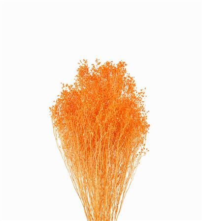 Dried Brooms Orange Bunch
