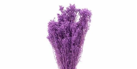 Dried Brooms Milka Bunch