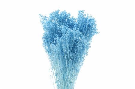 Dried Brooms Light Blue Bunch