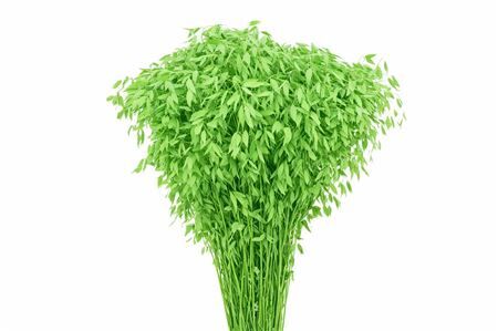 Dried Chasmantium Apple Green P Stem