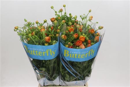 Ran Buttf Phosphorus